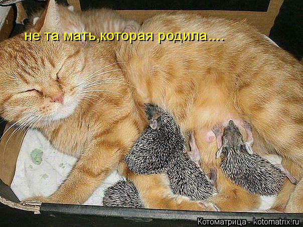 не та мать,которая родила....... Котоматрица: не та мать,которая родила....