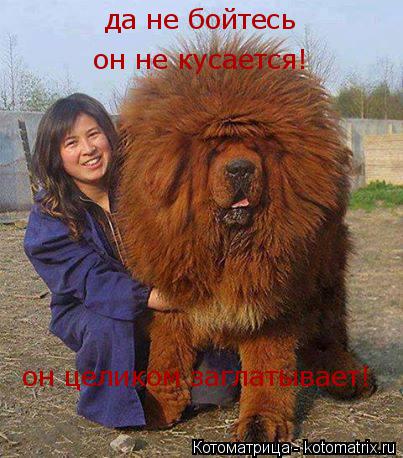 да не бойтесь он не кусается! он целиком заглатывает!... Котоматрица: да не бойтесь он не кусается! он целиком заглатывает!