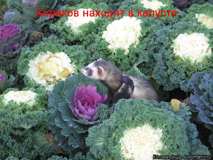 Хориков находят в капусте... Котоматрица: Хориков находят в капусте