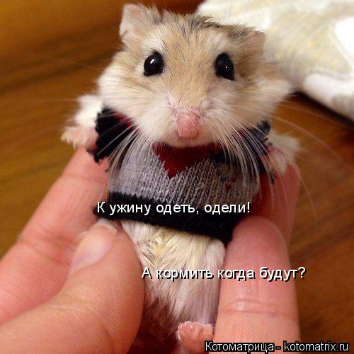 К ужину одеть, одели! А кормить когда будут?... Котоматрица: К ужину одеть, одели! А кормить когда будут?