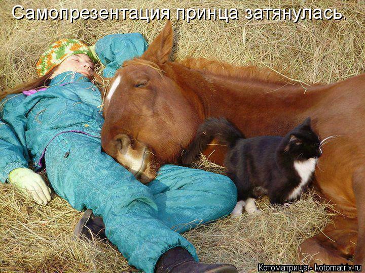 Самопрезентация принца затянулась.... Котоматрица: Самопрезентация принца затянулась.