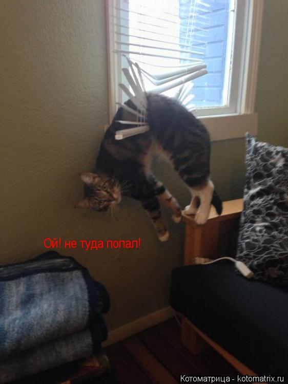 Ой! не туда попал!... Котоматрица: Ой! не туда попал!
