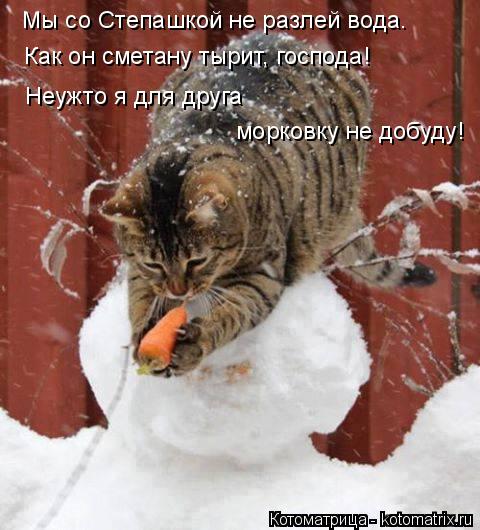 Мы со Степашкой не разлей вода. Как он сметану тырит, господа! Неужто я для друга морковку не добуду... Котоматрица: Мы со Степашкой не разлей вода. Как он сметану тырит, господа! Неужто я для друга морковку не добуду!