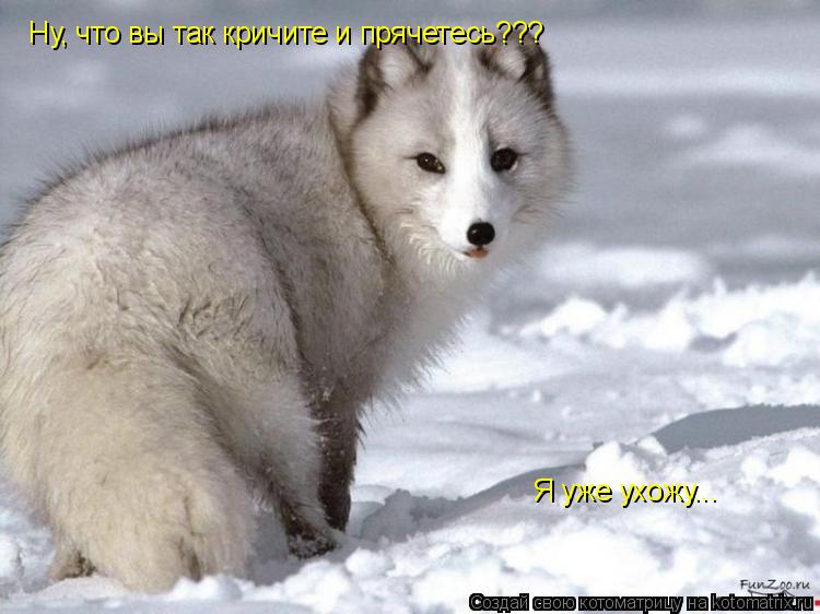 Ну, что вы так кричите и прячетесь??? Я уже ухожу...... Котоматрица: Ну, что вы так кричите и прячетесь??? Я уже ухожу...