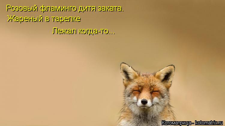 Розовый фламинго дитя заката. Жареный в тарелке Лежал когда-то...... Котоматрица: Розовый фламинго дитя заката. Жареный в тарелке Лежал когда-то...