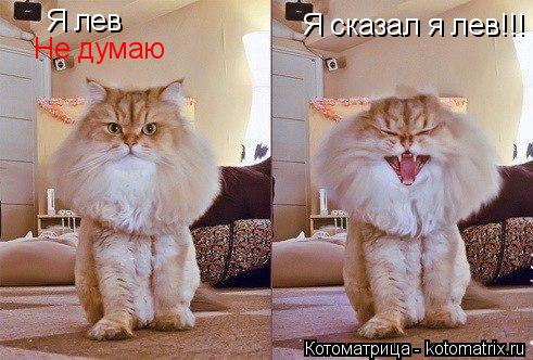 Котоматрица: Я лев Я сказал я лев!!! Не думаю