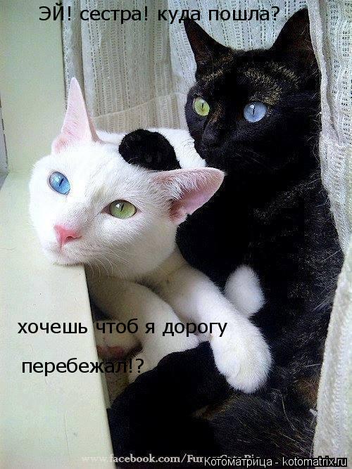 ЭЙ! сестра! куда пошла? хочешь чтоб я дорогу перебежал!?... Котоматрица: ЭЙ! сестра! куда пошла? хочешь чтоб я дорогу перебежал!?