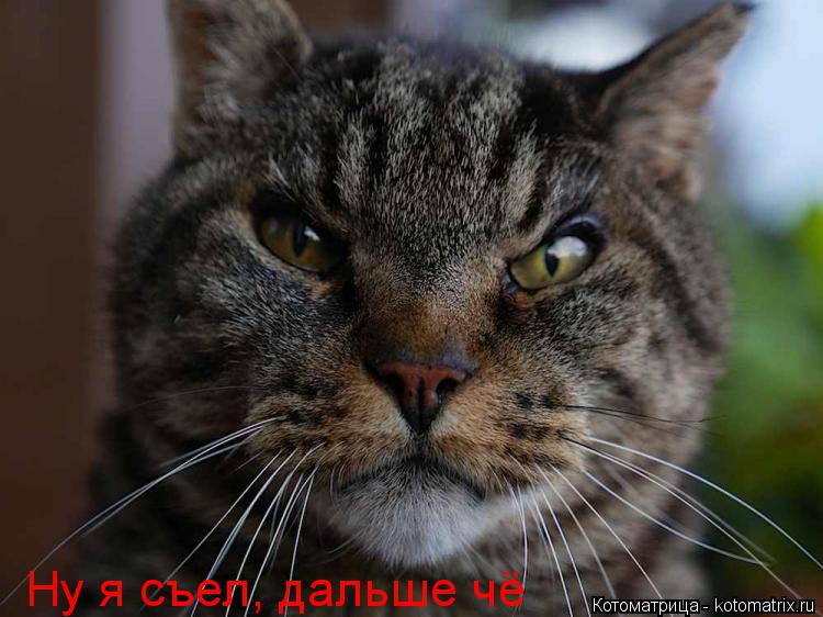 Ну я съел, дальше чё... Котоматрица: Ну я съел, дальше чё