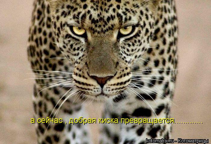 а сейчас , добрая киска превращается................ Котоматрица: а сейчас , добрая киска превращается.............