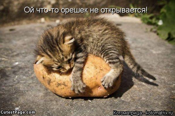 Ой что-то орешек не открывается!... Котоматрица: Ой что-то орешек не открывается!