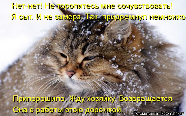 Нет-нет! Не торопитесь мне сочувствовать! Я сыт. И не замерз. Так, придремнул немножко. Припорошило. ... Котоматрица: Нет-нет! Не торопитесь мне сочувствовать! Я сыт. И не замерз. Так, придремнул немножко. Припорошило. Жду хозяйку. Возвращается Она с работы э