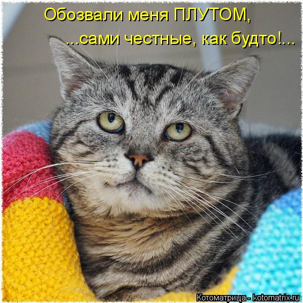 Котоматрица: Обозвали меня ПЛУТОМ, ...сами честные, как будто!...