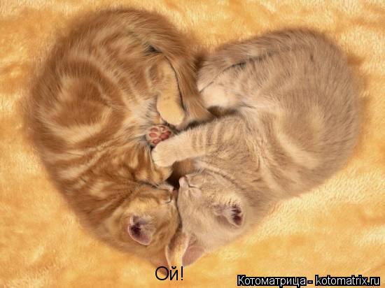 Ой!... Котоматрица: Ой!