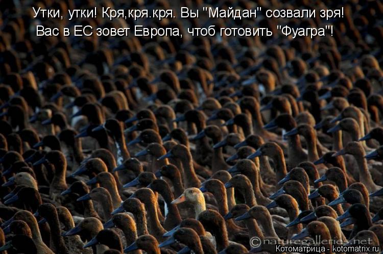 Утки, утки! Кря,кря.кря. Вы "Майдан" созвали зря! Вас в ЕС зовет Европа, чтоб готовить "Фуагра"!... Котоматрица: Утки, утки! Кря,кря.кря. Вы "Майдан" созвали зря! Вас в ЕС зовет Европа, чтоб готовить "Фуагра"!