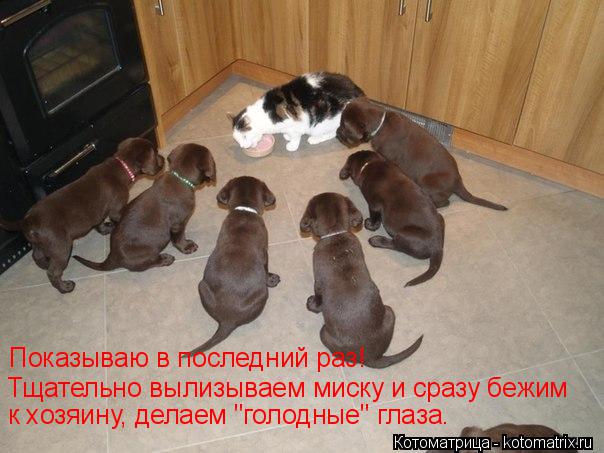 Показываю в последний раз! Тщательно вылизываем миску и сразу бежим к хозяину, делаем "голодные" глаз... Котоматрица: Показываю в последний раз! Тщательно вылизываем миску и сразу бежим к хозяину, делаем "голодные" глаза.
