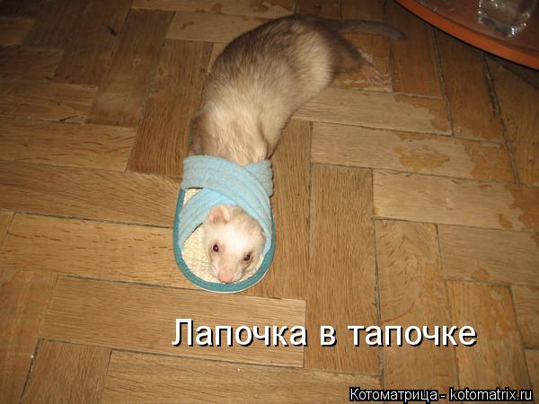 Лапочка в тапочке... Котоматрица: Лапочка в тапочке