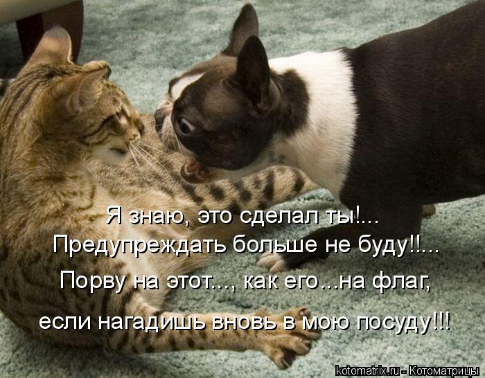 Котоматрица: Я знаю, это сделал ты!... Предупреждать больше не буду!!... Порву на этот..., как его...на флаг, если нагадишь вновь в мою посуду!!!