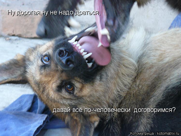 Ну дорогая,ну не надо драться давай всё по Ну дорогая,ну не надо драться, давай всё по-человечески ... Котоматрица: Ну дорогая,ну не надо драться давай всё по Ну дорогая,ну не надо драться, давай всё по-человечески договоримся?