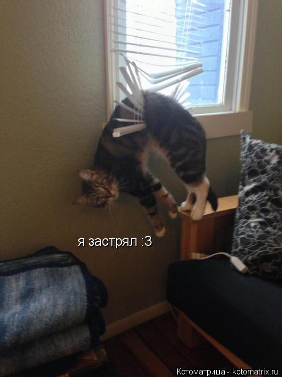 я застрял :3... Котоматрица: я застрял :3
