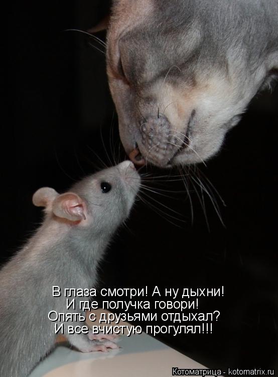 Котоматрица: В глаза смотри! А ну дыхни! Опять с друзьями отдыхал? И все вчистую прогулял!!! И где получка говори!