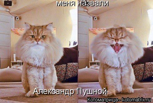 меня назвали Александр Пушной... Котоматрица: меня назвали Александр Пушной