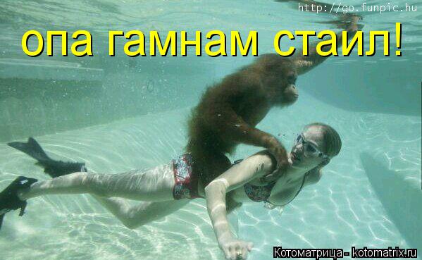 опа гамнам стаил!... Котоматрица: опа гамнам стаил!