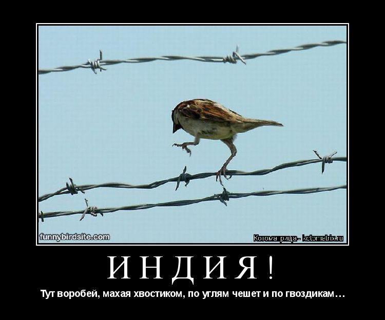 ИНДИЯ! Тут воробей, махая хвостиком, по углям чешет и по гвоздикам…... Котоматрица: ИНДИЯ! Тут воробей, махая хвостиком, по углям чешет и по гвоздикам…