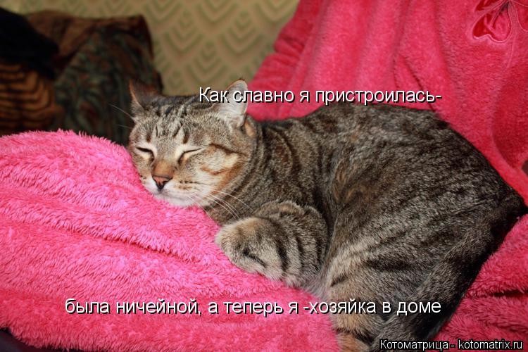 Как славно я пристроилась- была ничейной, а теперь я -хозяйка в доме... Котоматрица: Как славно я пристроилась- была ничейной, а теперь я -хозяйка в доме
