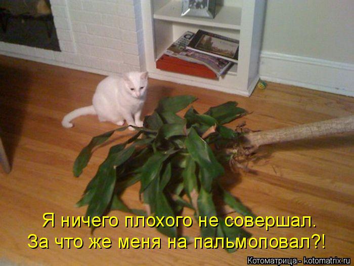 Я ничего плохого не совершал. За что же меня на пальмоповал?!... Котоматрица: Я ничего плохого не совершал. За что же меня на пальмоповал?!