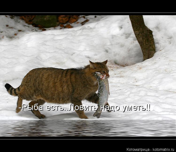 -Рыба есть..Ловить надо уметь!!... Котоматрица: -Рыба есть..Ловить надо уметь!!