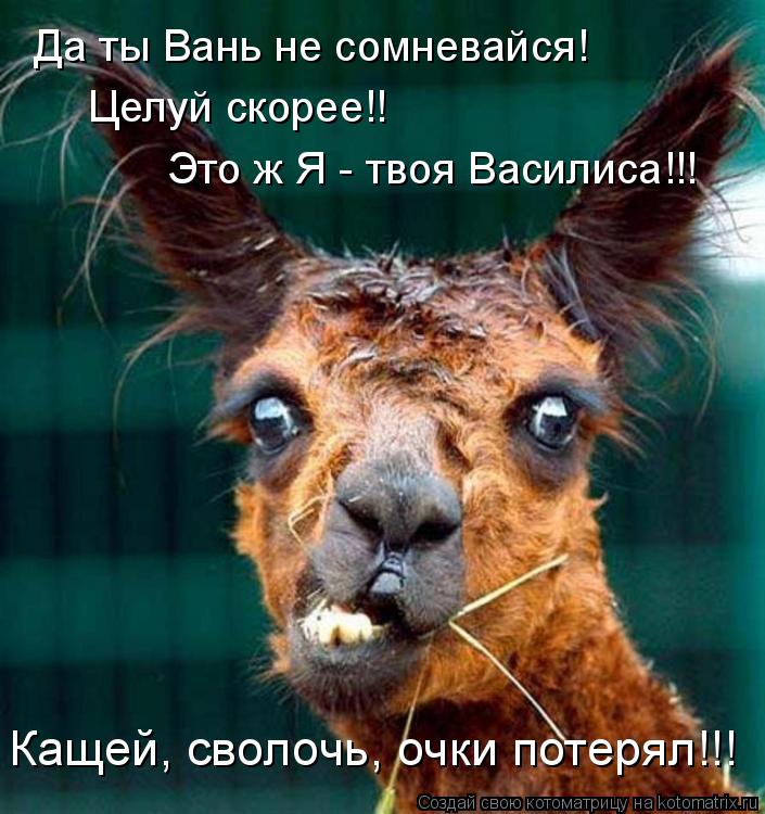 Да ты Вань не сомневайся! Целуй скорее!! Это ж Я - твоя Василиса!!! Кащей, сволочь, очки потерял!!!... Котоматрица: Да ты Вань не сомневайся! Целуй скорее!! Это ж Я - твоя Василиса!!! Кащей, сволочь, очки потерял!!!