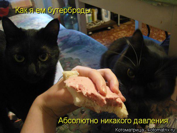 Как я ем бутерброды. Абсолютно никакого давления.... Котоматрица: Как я ем бутерброды. Абсолютно никакого давления.