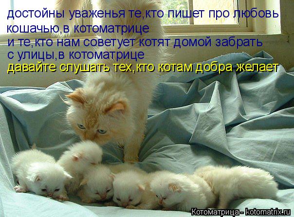 достойны уваженья те,кто пишет про любовь кошачью,в котоматрице и те,кто нам советует котят домой заб... Котоматрица: достойны уваженья те,кто пишет про любовь кошачью,в котоматрице и те,кто нам советует котят домой забрать с улицы,в котоматрице давайте слу