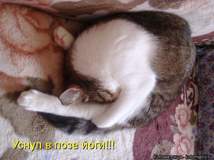 Уснул в позе йоги!!!... Котоматрица: Уснул в позе йоги!!!