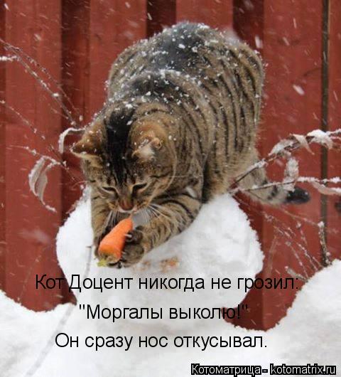 Кот Доцент никогда не грозил: "Моргалы выколю!" Он сразу нос откусывал.... Котоматрица: Кот Доцент никогда не грозил: "Моргалы выколю!" Он сразу нос откусывал.