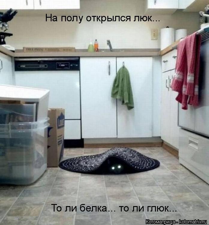 На полу открылся люк... То ли белка... то ли глюк...... Котоматрица: На полу открылся люк... То ли белка... то ли глюк...