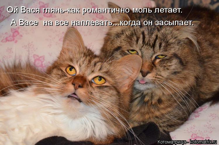 Ой Вася глянь-как романтично моль летает. А Васе на все наплевать...когда он засыпает.... Котоматрица: Ой Вася глянь-как романтично моль летает. А Васе на все наплевать...когда он засыпает.