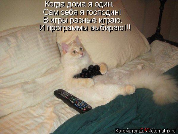 Сам себя я господин! В игры разные играю. Когда дома я один. И программы выбираю!!!... Котоматрица: Сам себя я господин! В игры разные играю. Когда дома я один. И программы выбираю!!!