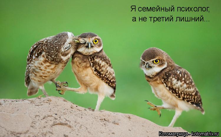 Я семейный психолог, а не третий лишний...... Котоматрица: Я семейный психолог, а не третий лишний...