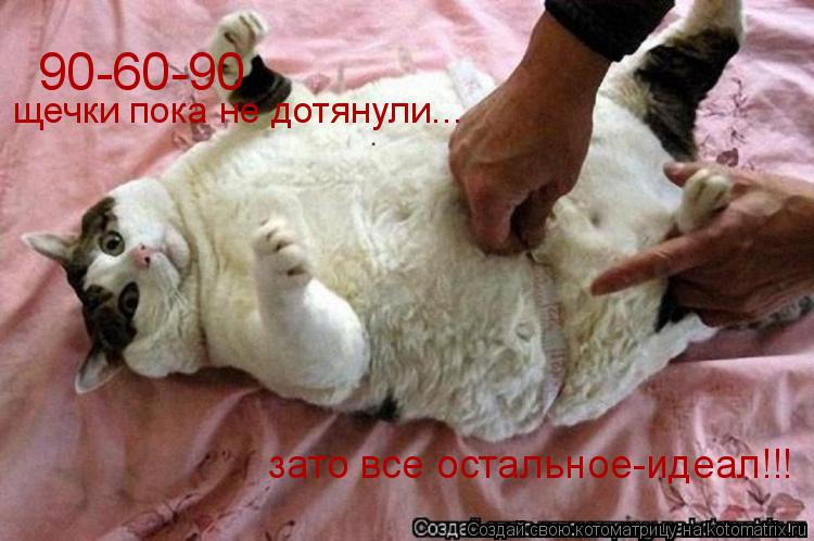 90-60-90 щечки пока не дотянули... зато все остальное-идеал!!!... Котоматрица: 90-60-90 щечки пока не дотянули... зато все остальное-идеал!!!