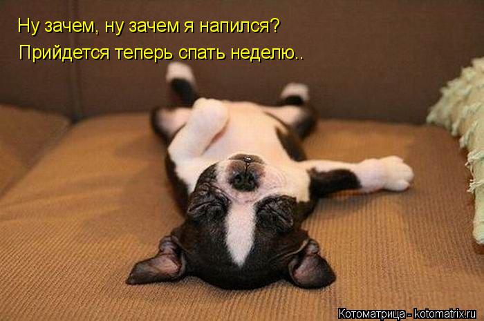 Ну зачем, ну зачем я напился? Прийдется теперь спать неделю..... Котоматрица: Ну зачем, ну зачем я напился? Прийдется теперь спать неделю..