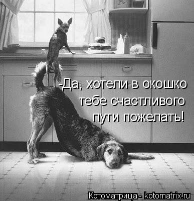 -Да, хотели в окошко тебе счастливого пути пожелать!... Котоматрица: -Да, хотели в окошко тебе счастливого пути пожелать!