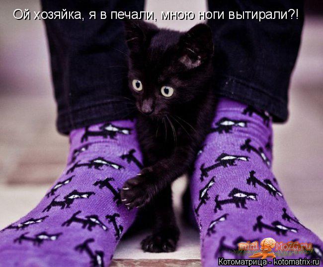 Ой хозяйка, я в печали, мною ноги вытирали?!... Котоматрица: Ой хозяйка, я в печали, мною ноги вытирали?!