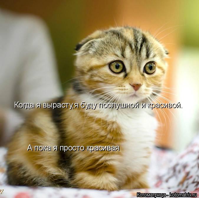 Когда я вырасту,я буду послушной и красивой. А пока я просто красивая... Котоматрица: Когда я вырасту,я буду послушной и красивой. А пока я просто красивая