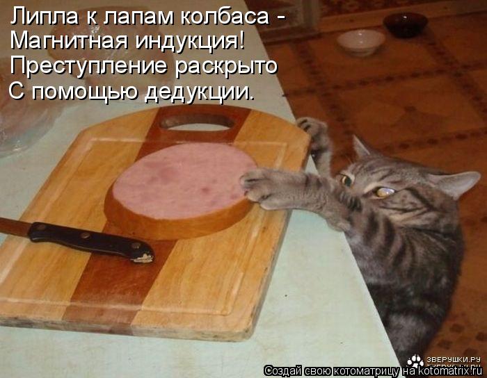 Котоматрица: Липла к лапам колбаса - Магнитная индукция! Преступление раскрыто С помощью дедукции.