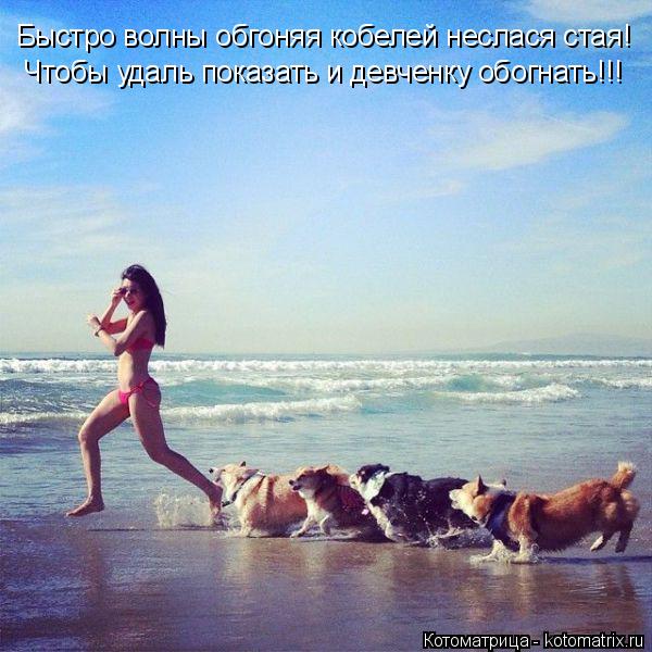 Быстро волны обгоняя кобелей неслася стая! Чтобы удаль показать и девченку обогнать!!!... Котоматрица: Быстро волны обгоняя кобелей неслася стая! Чтобы удаль показать и девченку обогнать!!!
