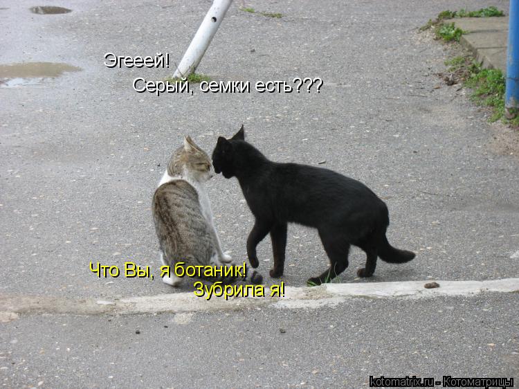 Эгееей! Серый, семки есть??? Что Вы, я ботаник! Зубрила я!... Котоматрица: Эгееей! Серый, семки есть??? Что Вы, я ботаник! Зубрила я!