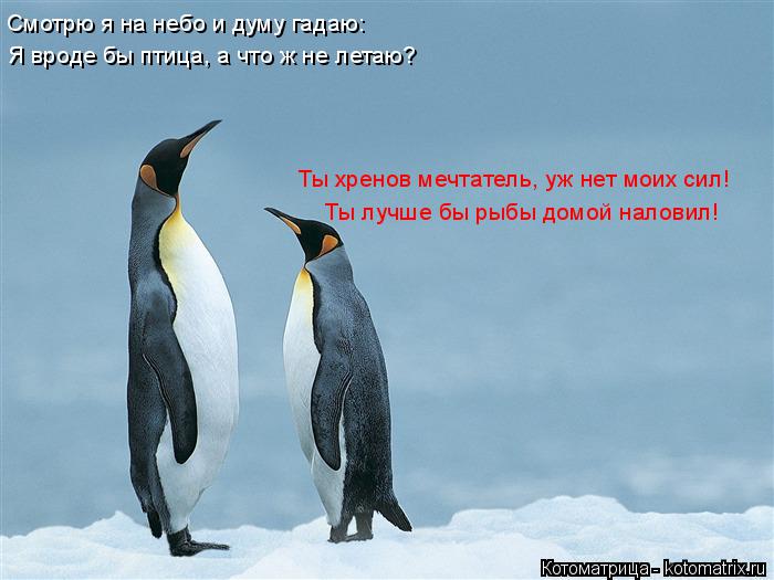 Смотрю я на небо и думу гадаю: Я вроде бы птица, а что ж не летаю? Ты хренов мечтатель, уж нет моих с... Котоматрица: Смотрю я на небо и думу гадаю: Я вроде бы птица, а что ж не летаю? Ты хренов мечтатель, уж нет моих сил! Ты лучше бы рыбы домой наловил!