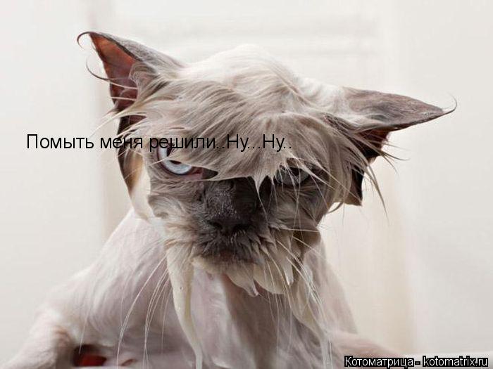Помыть меня решили..Ну...Ну..... Котоматрица: Помыть меня решили..Ну...Ну..
