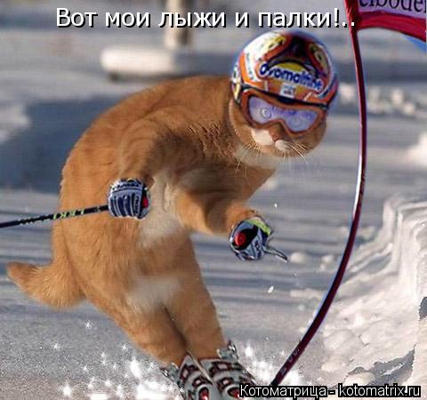 Вот мои лыжи и палки!..... Котоматрица: Вот мои лыжи и палки!..
